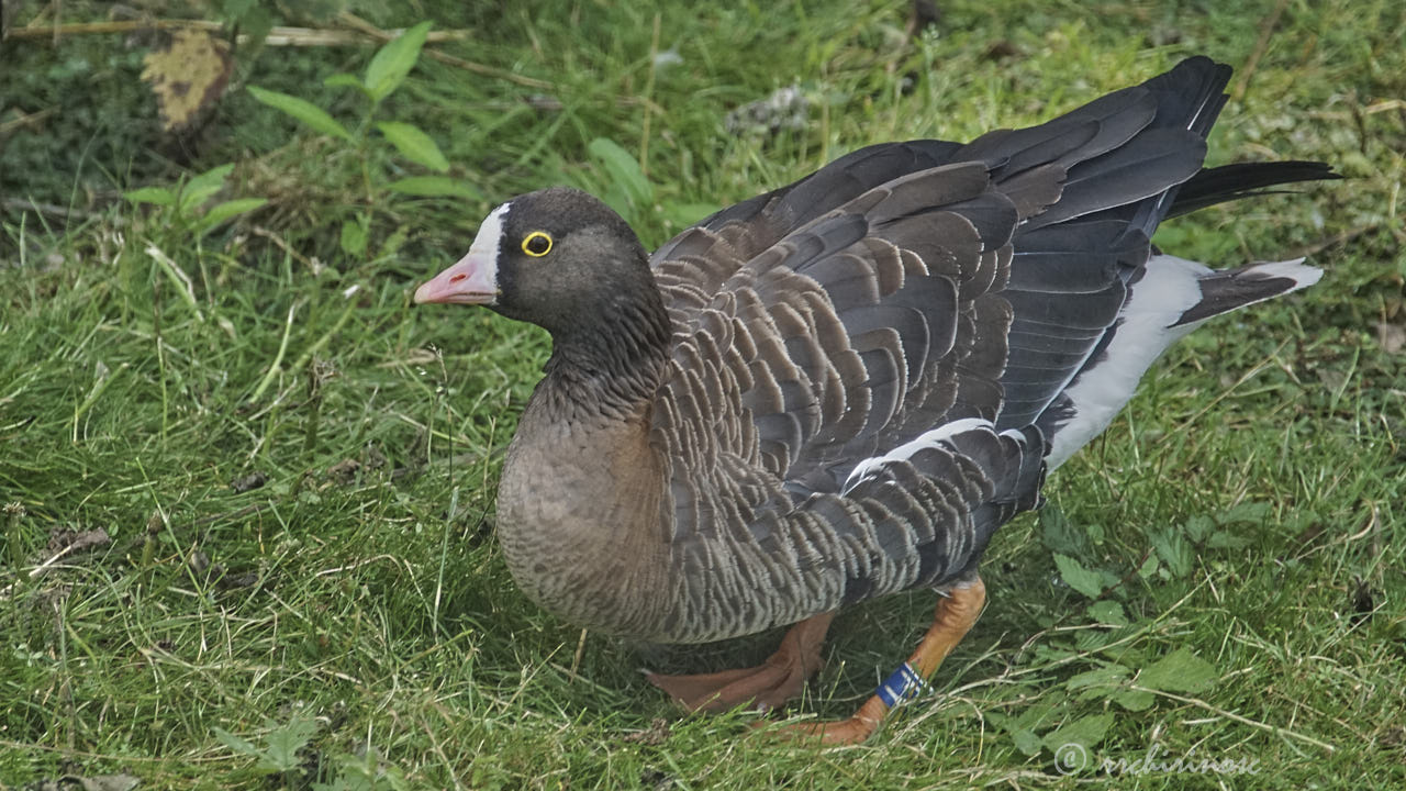 Lesser white-fronted goose