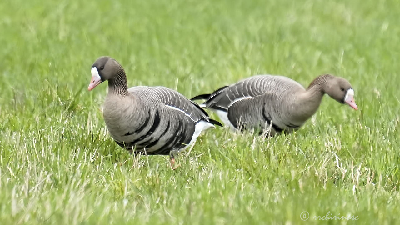 Lesser white-fronted goose