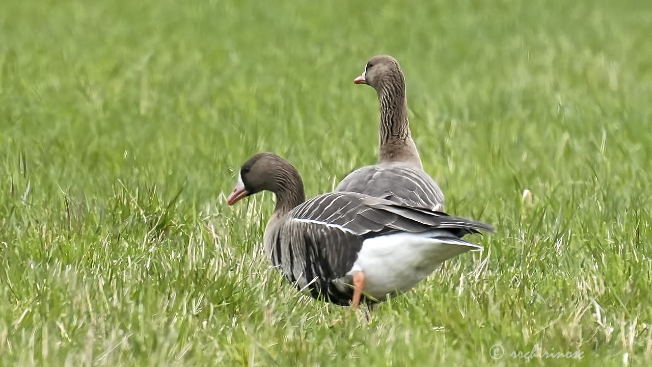 Lesser white-fronted goose