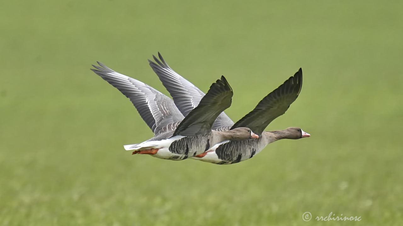 Lesser white-fronted goose