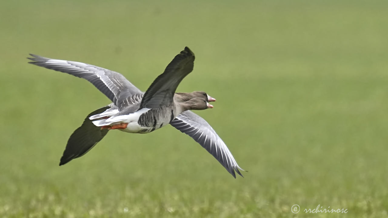 Lesser white-fronted goose