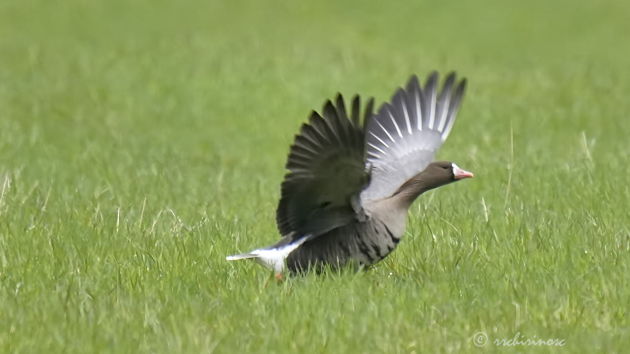 Lesser white-fronted goose