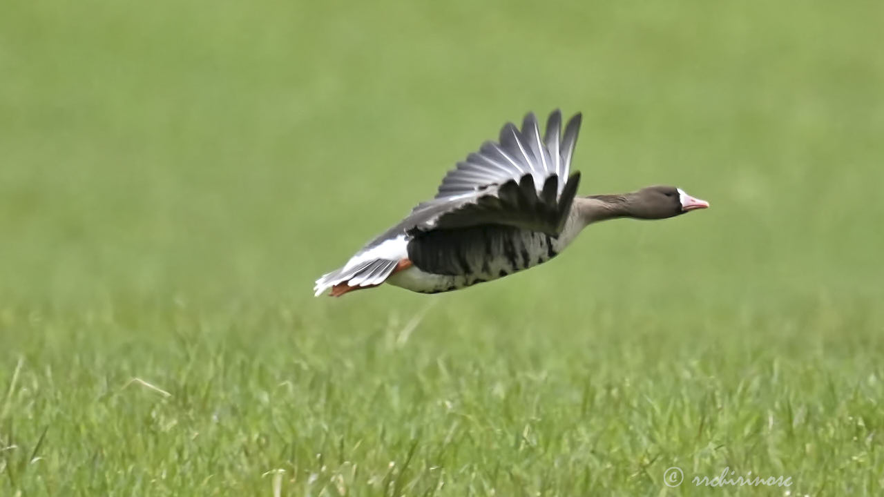 Lesser white-fronted goose