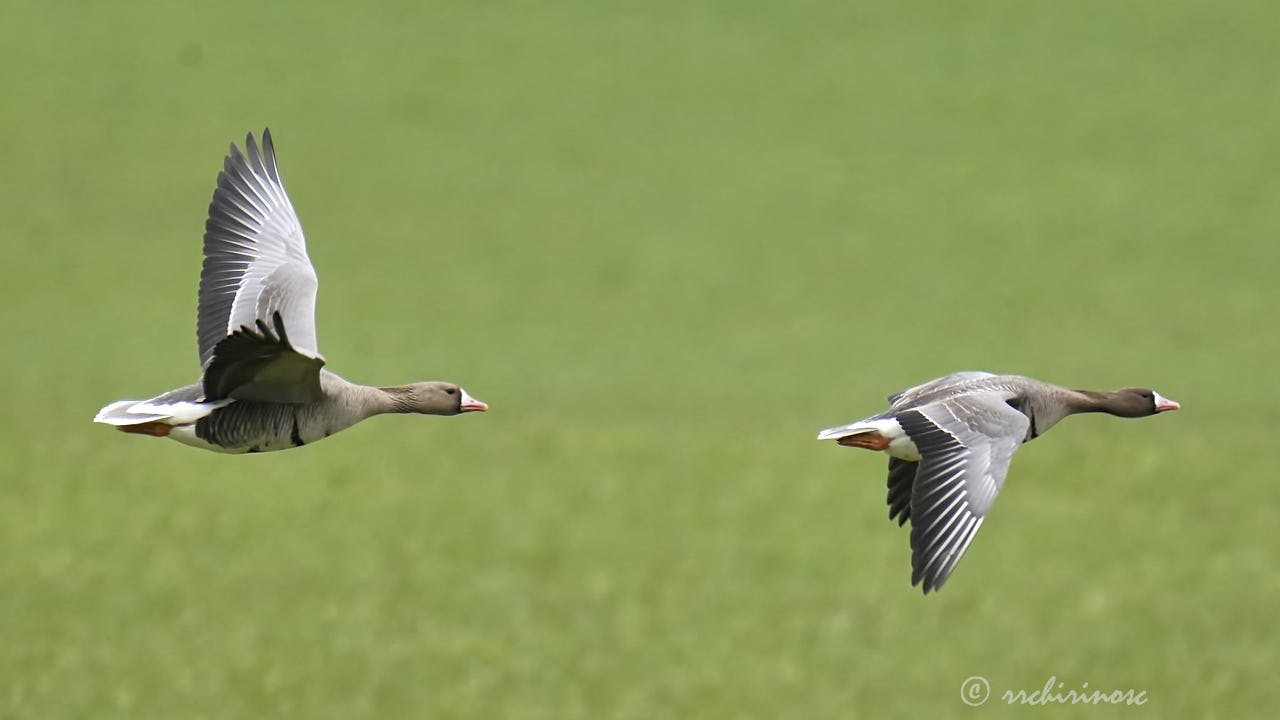 Lesser white-fronted goose