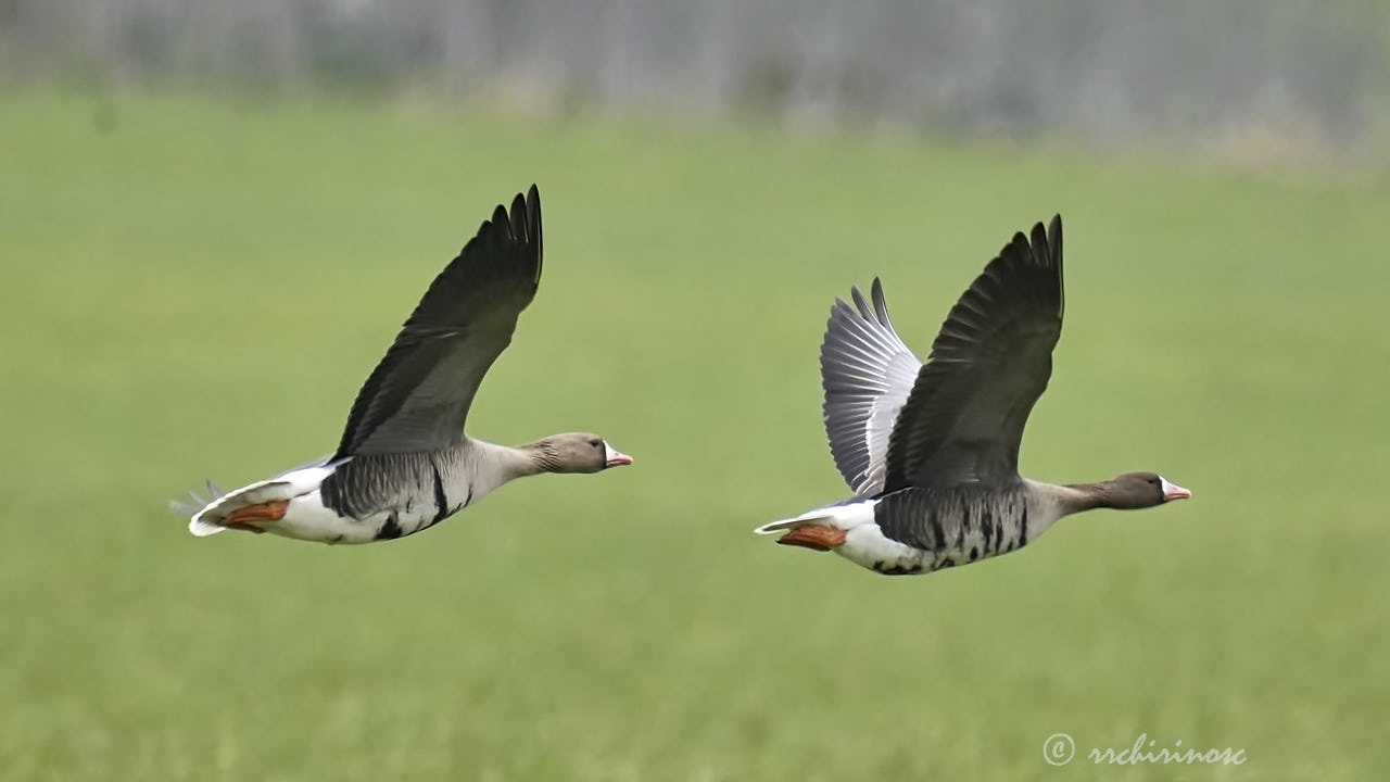 Lesser white-fronted goose