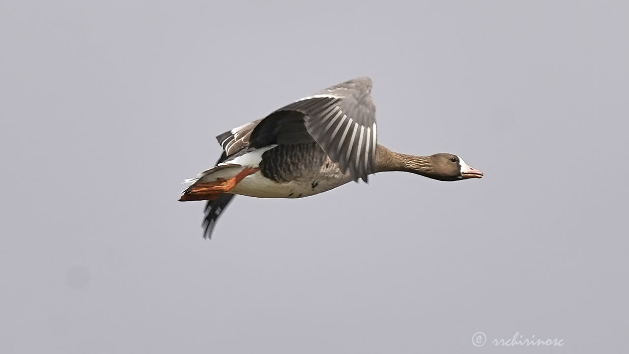 Lesser white-fronted goose