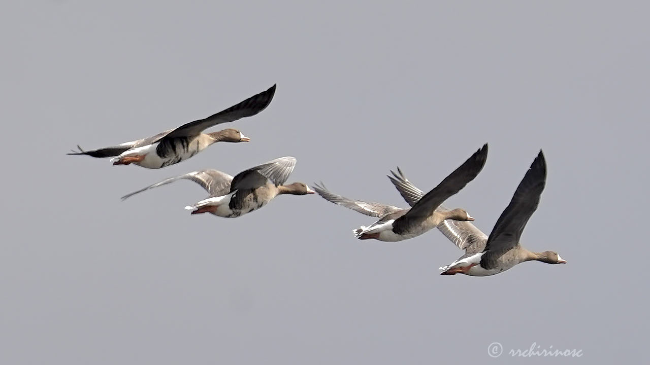 Lesser white-fronted goose