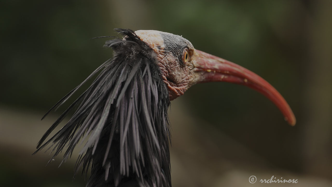 Northern bald ibis