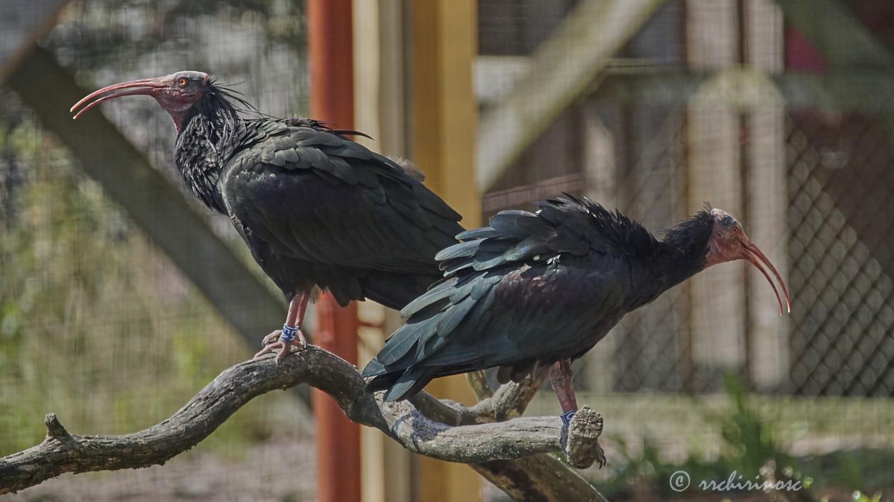 Northern bald ibis