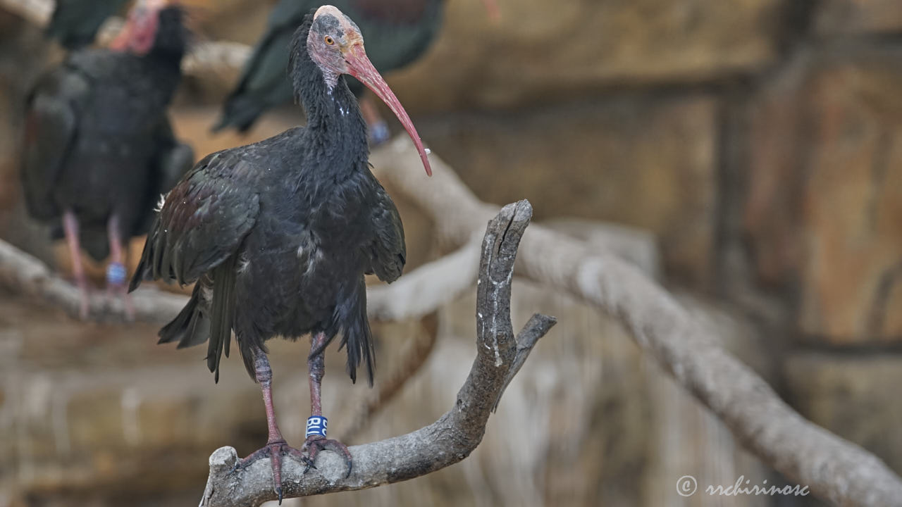 Northern bald ibis