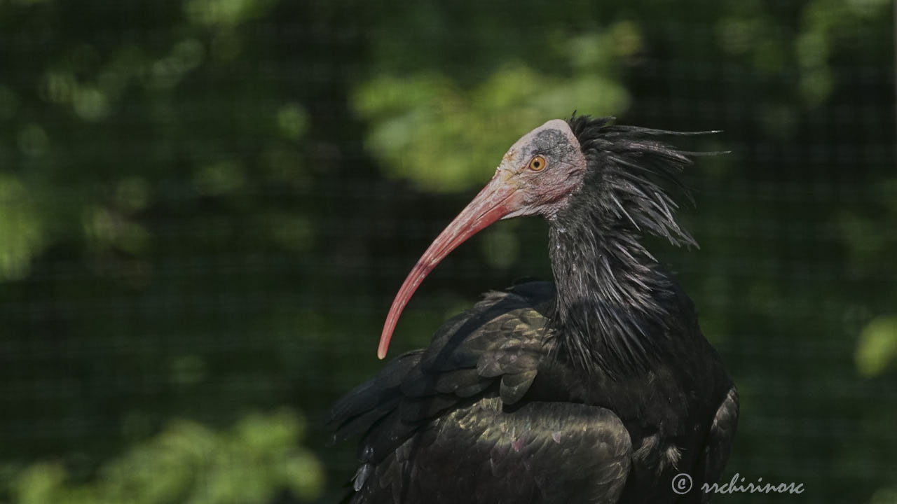 Northern bald ibis