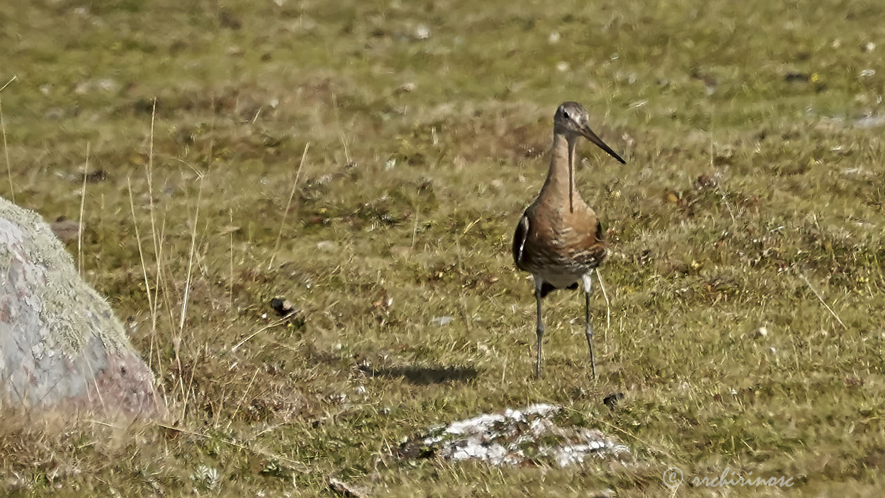 Black-tailed godwit