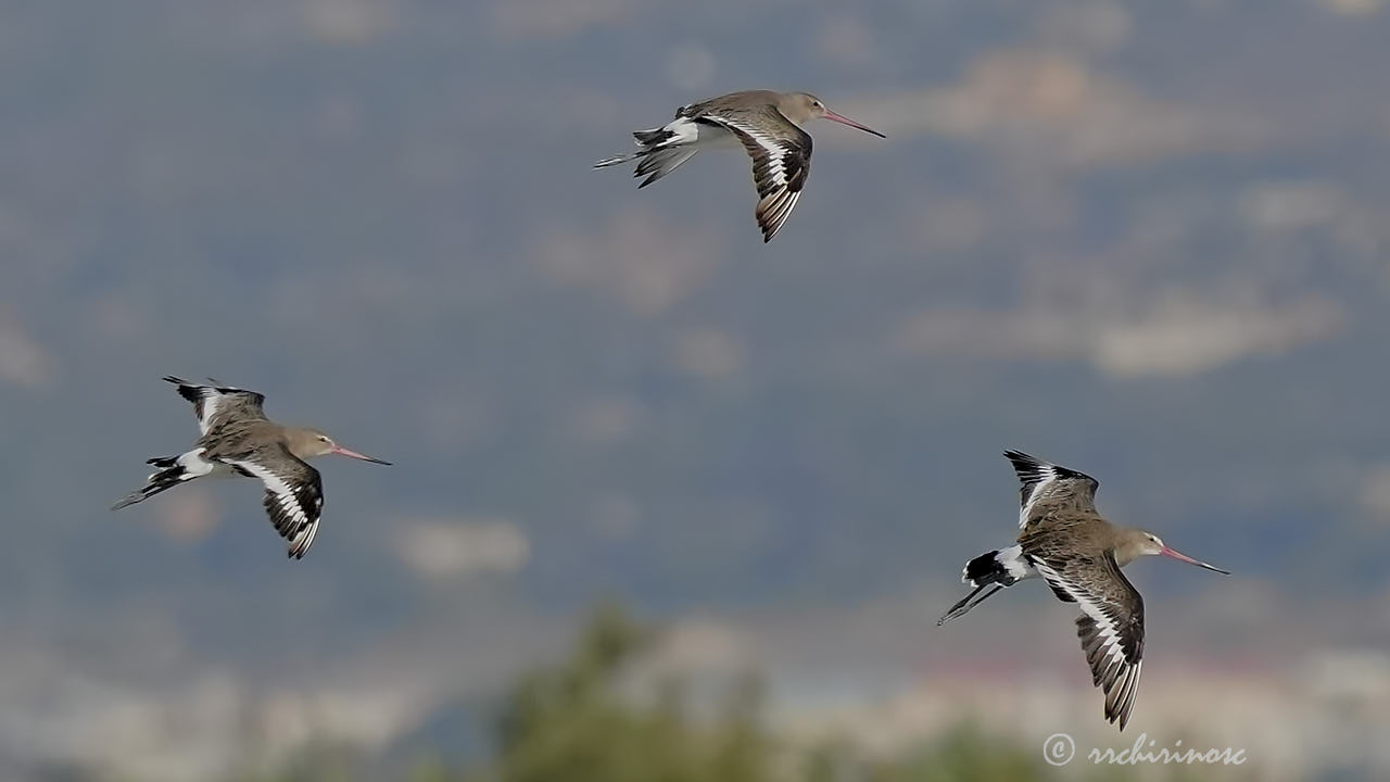 Black-tailed godwit