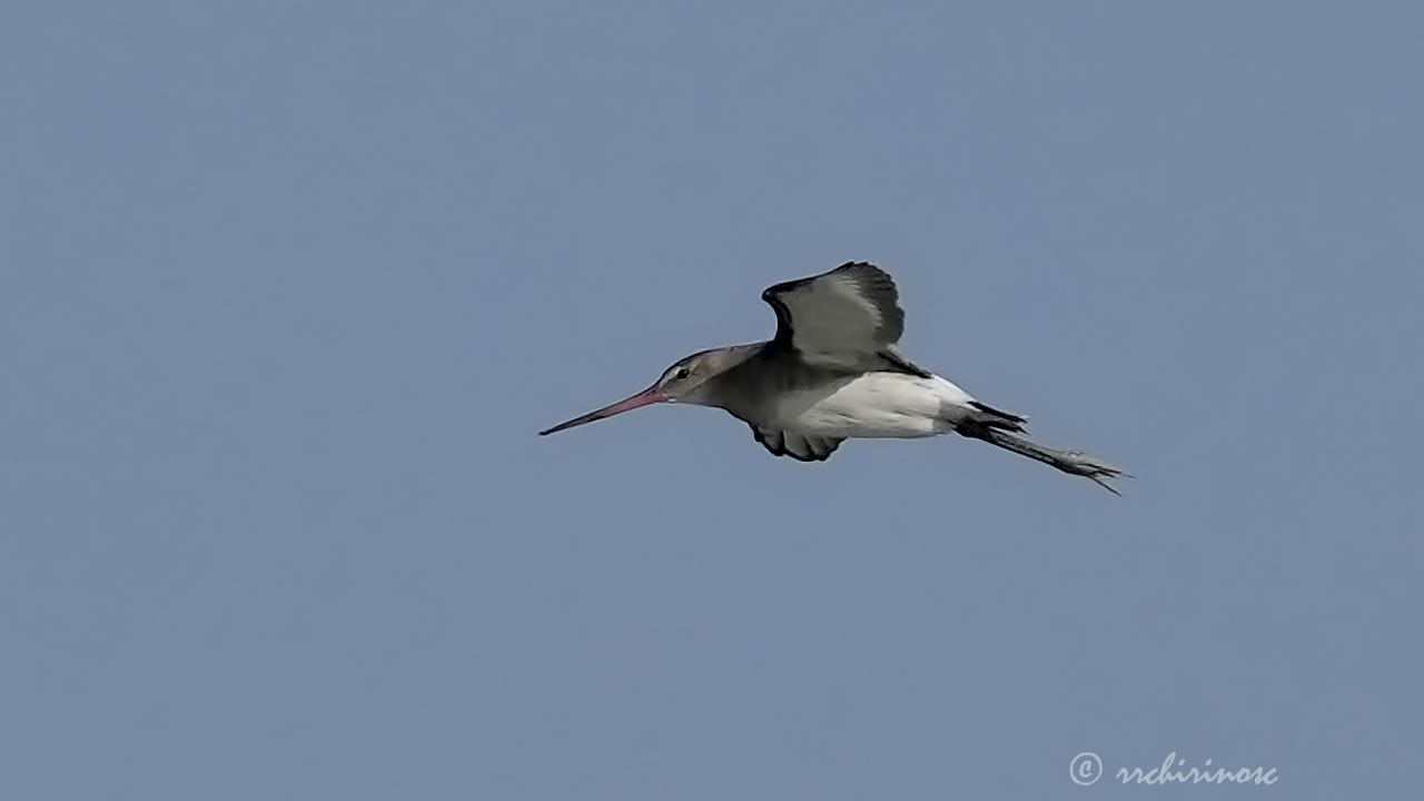 Black-tailed godwit