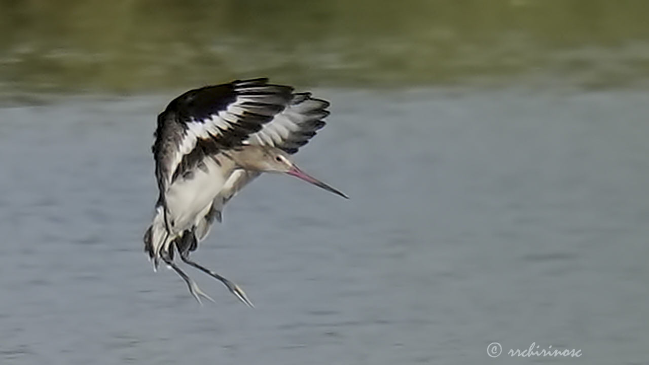 Black-tailed godwit