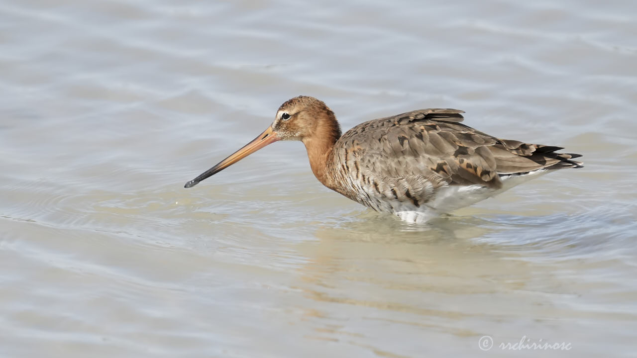 Black-tailed godwit