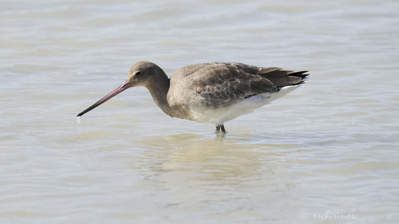 Black-tailed godwit