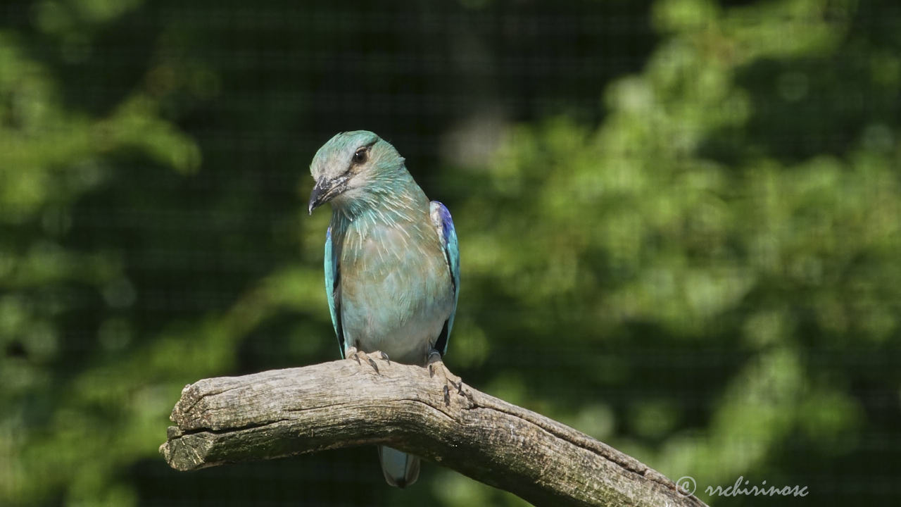 European roller