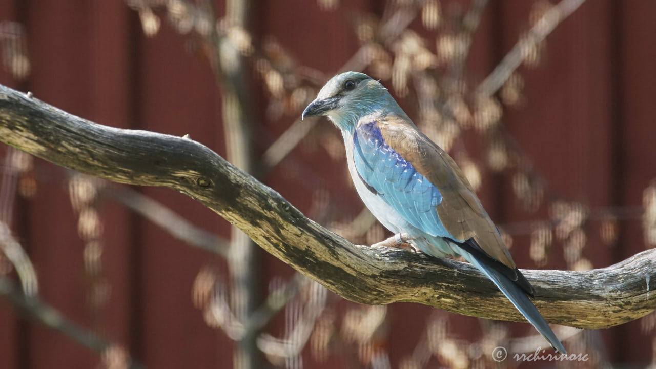 European roller