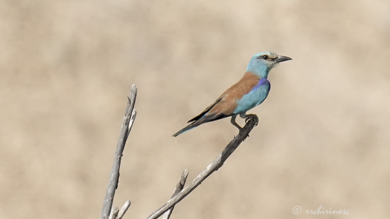 European roller