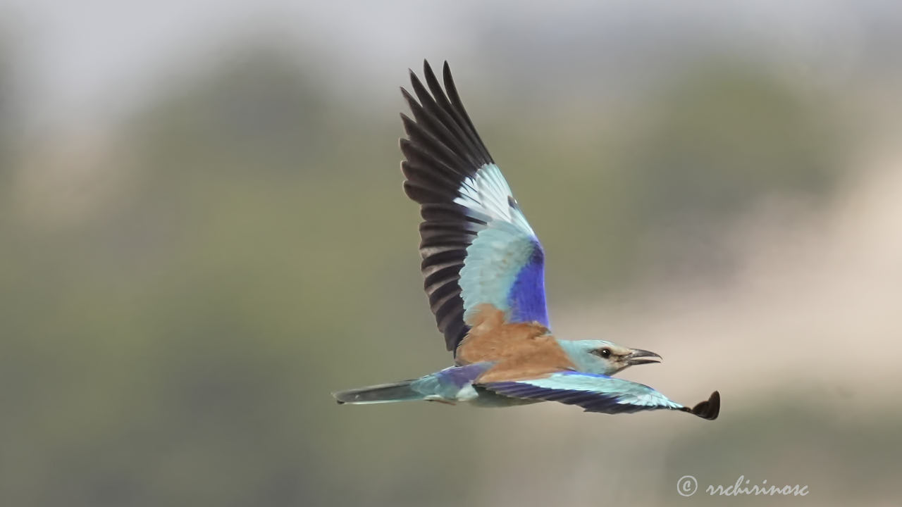 European roller