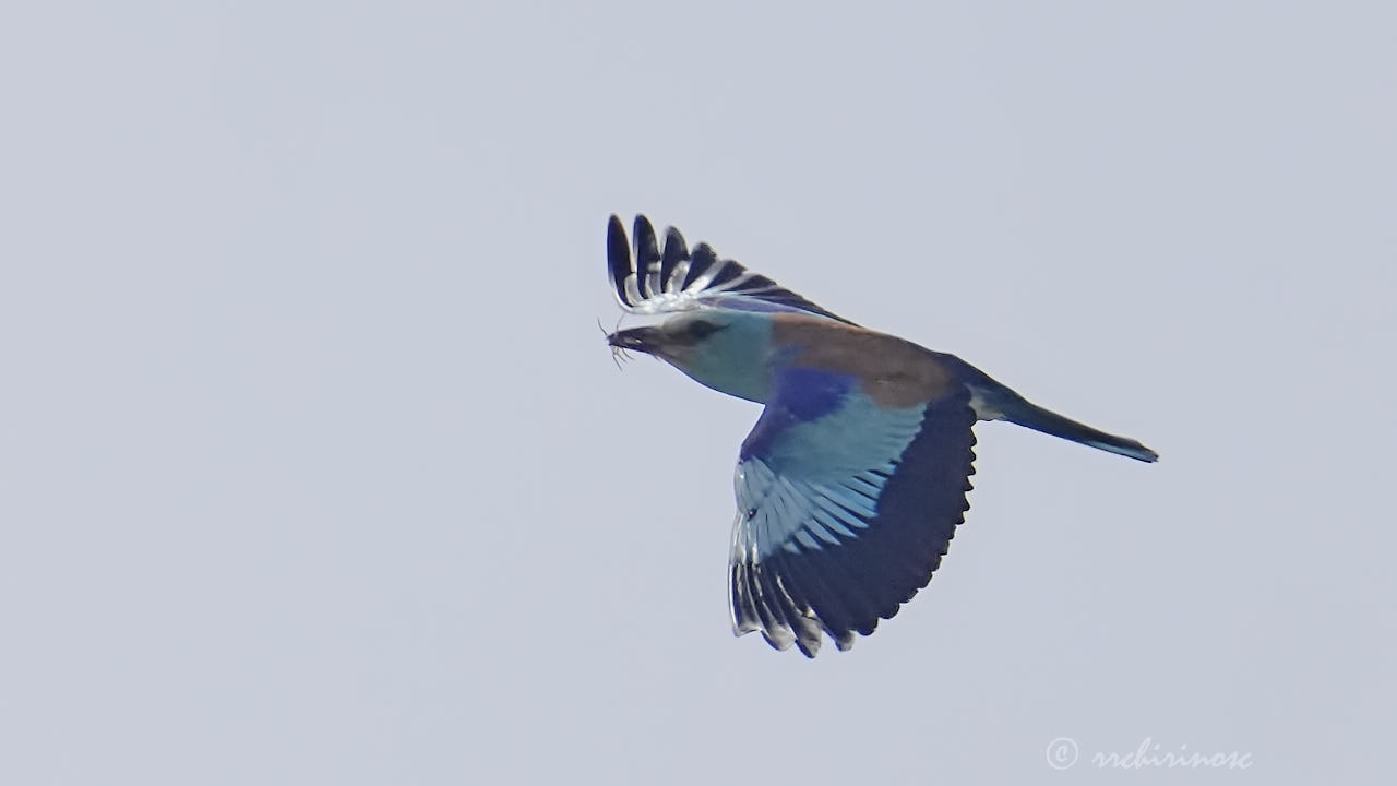 European roller