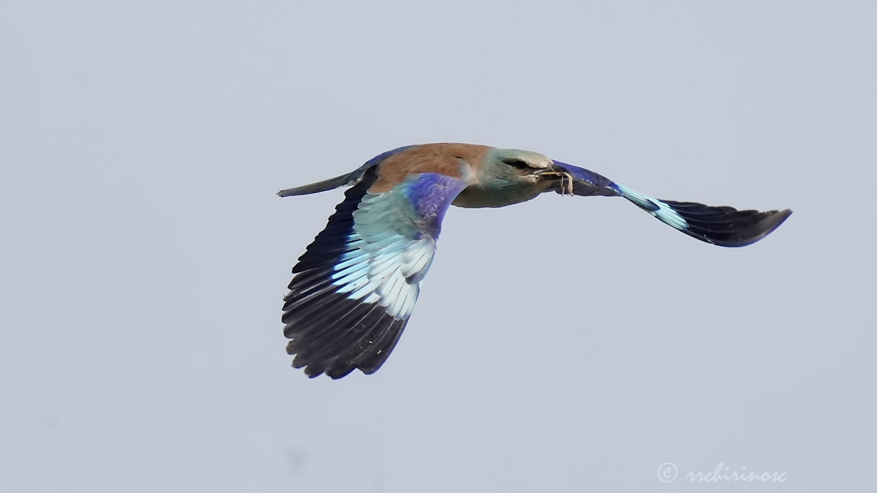 European roller