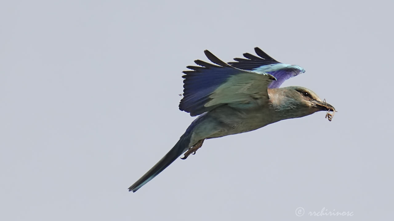 European roller