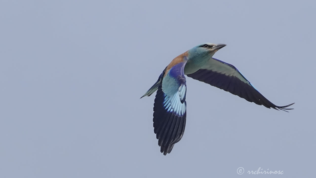 European roller