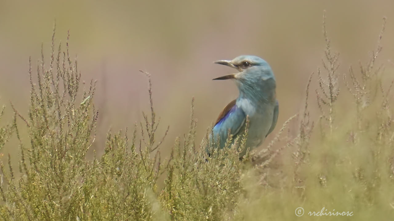 European roller