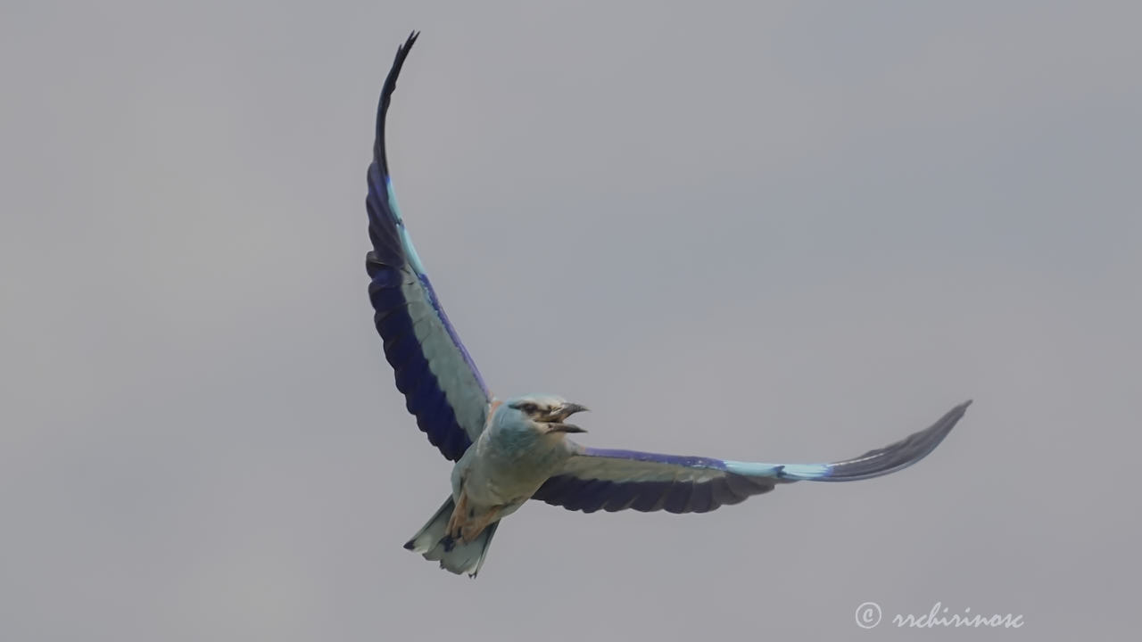 European roller