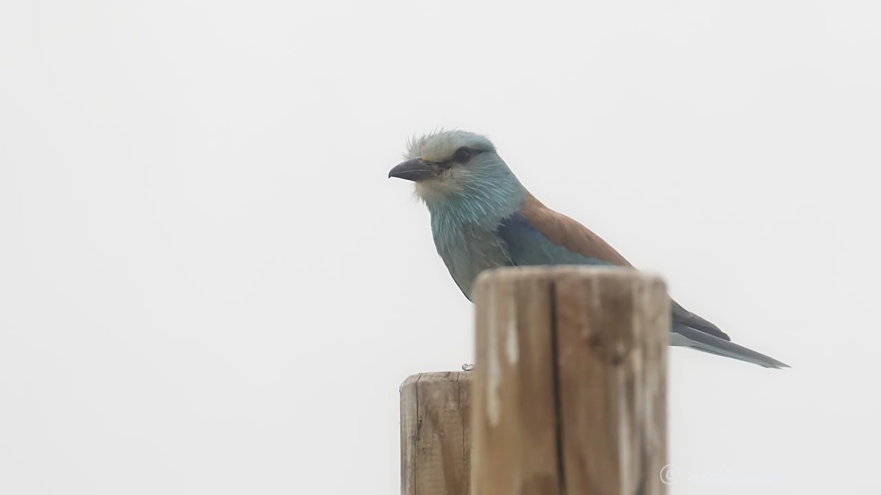 European roller