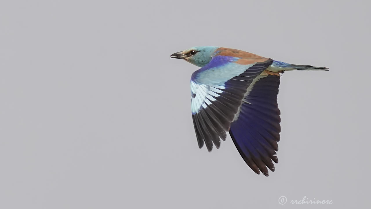 European roller