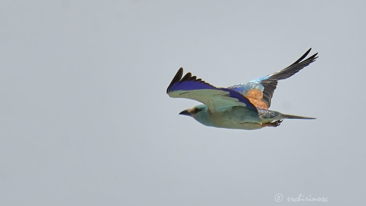 European roller