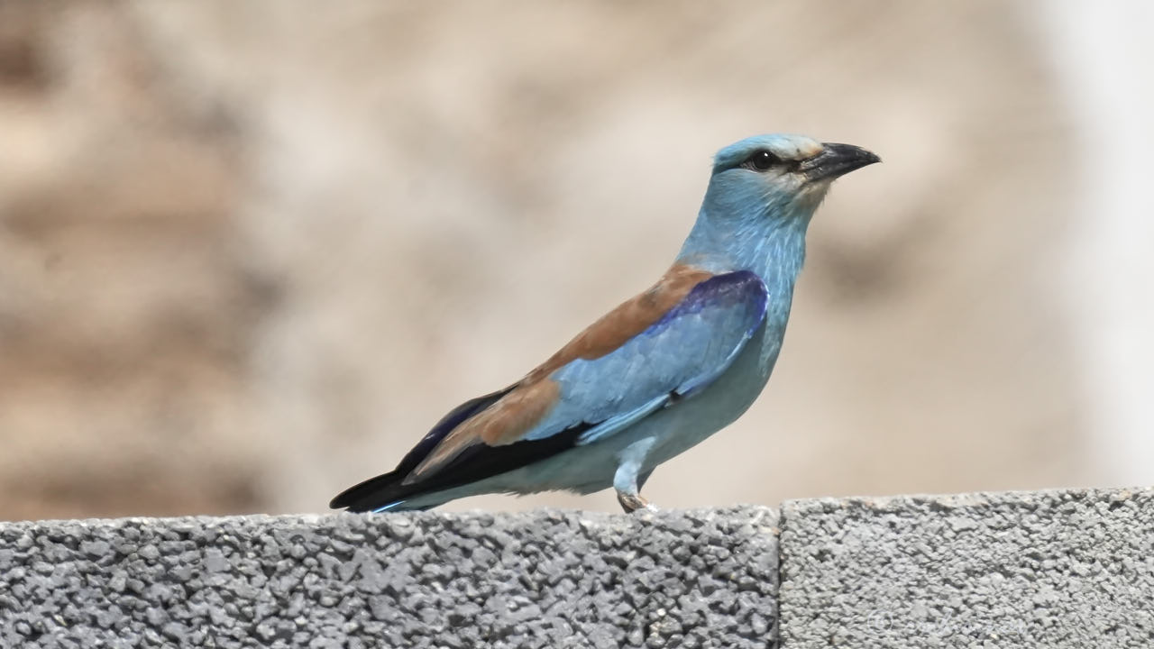 European roller