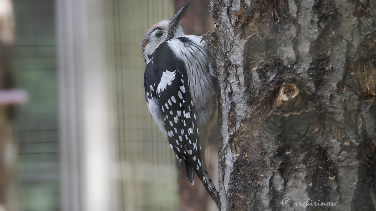 White-backed woodpecker