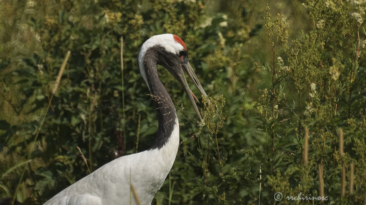 Red-crowned crane