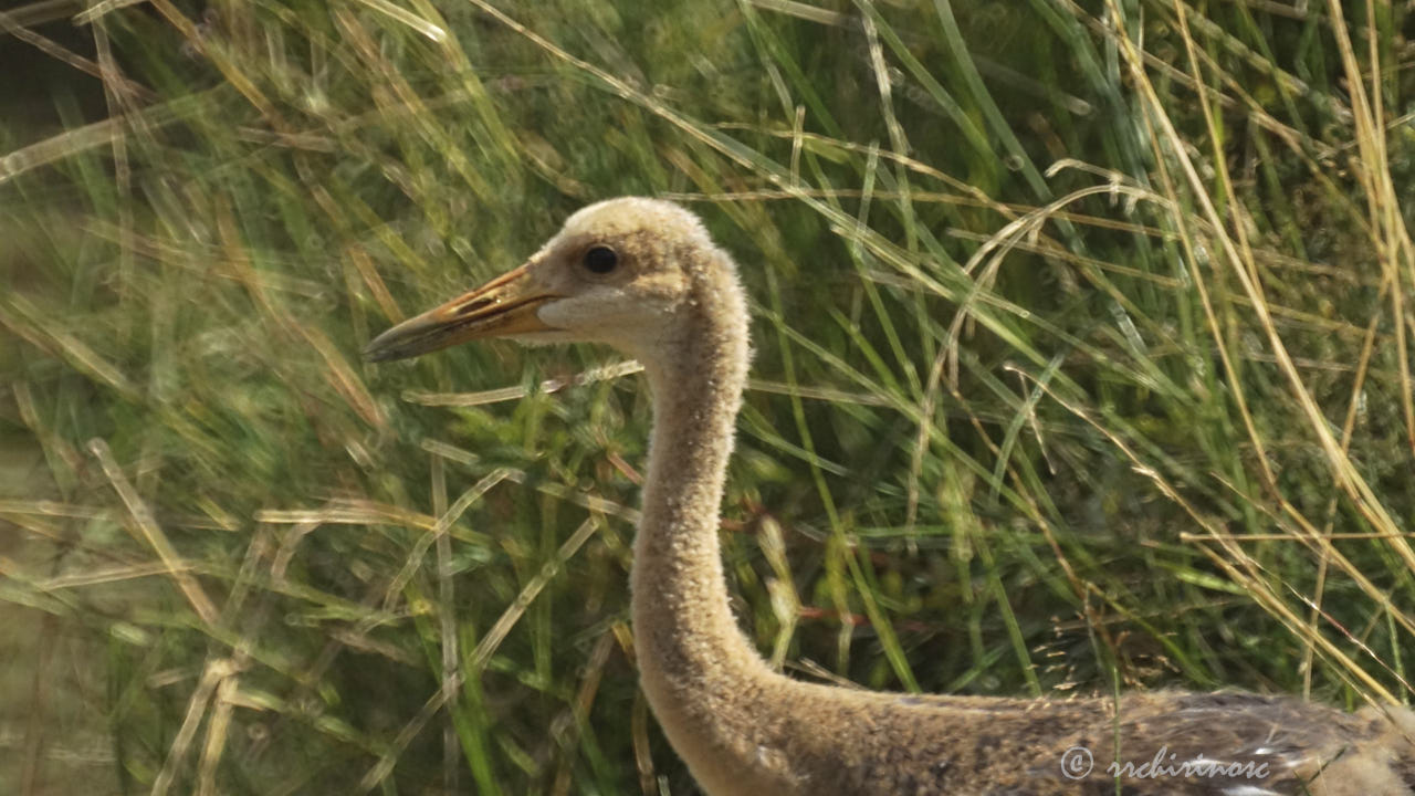 Red-crowned crane