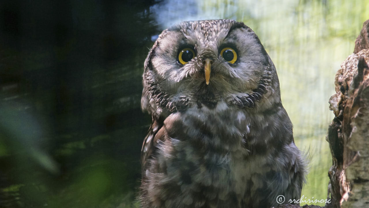 Boreal owl