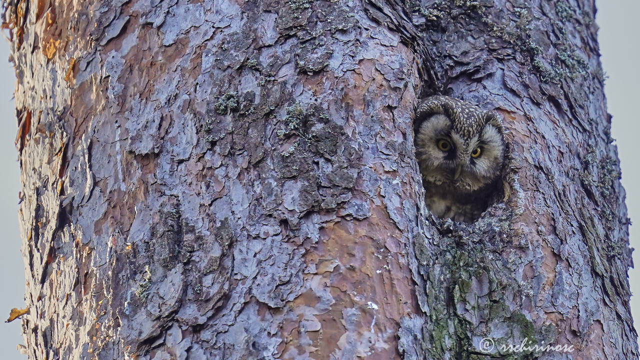 Boreal owl