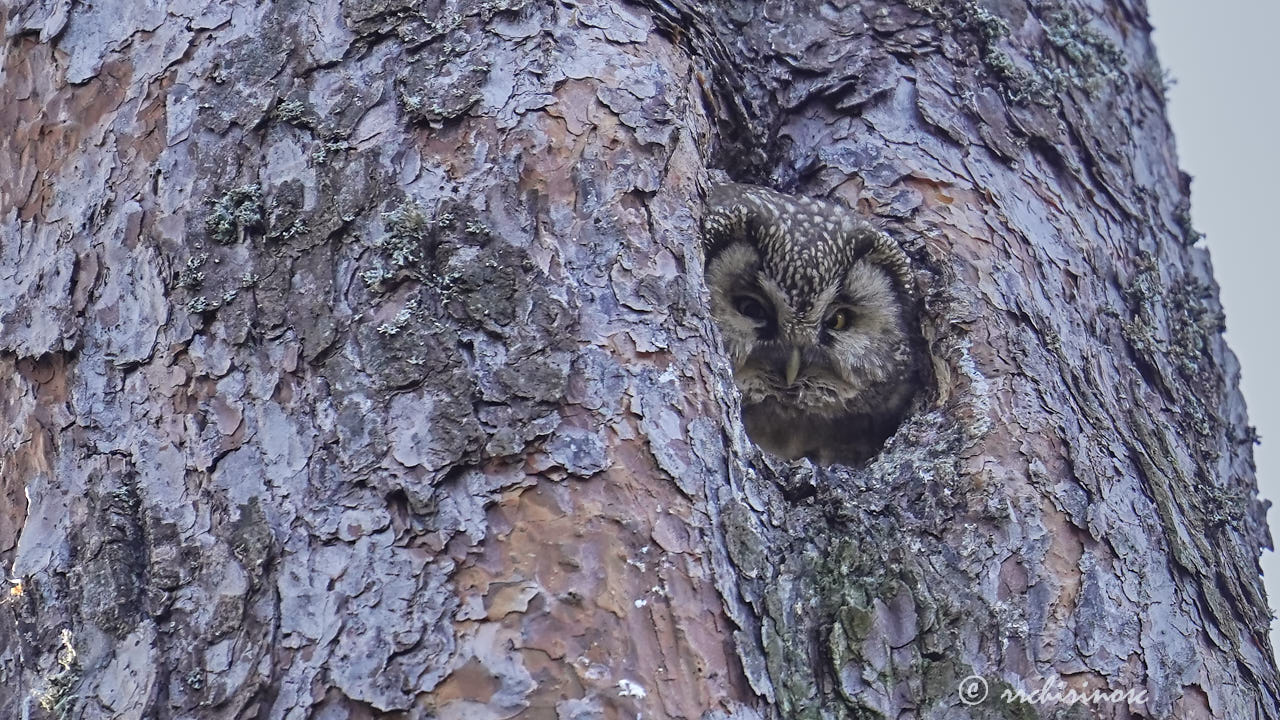 Boreal owl