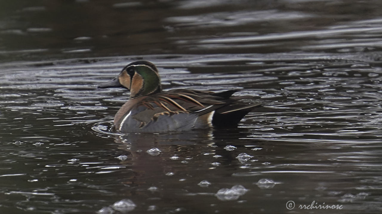 Baikal teal