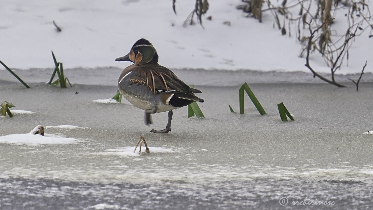 Baikal teal