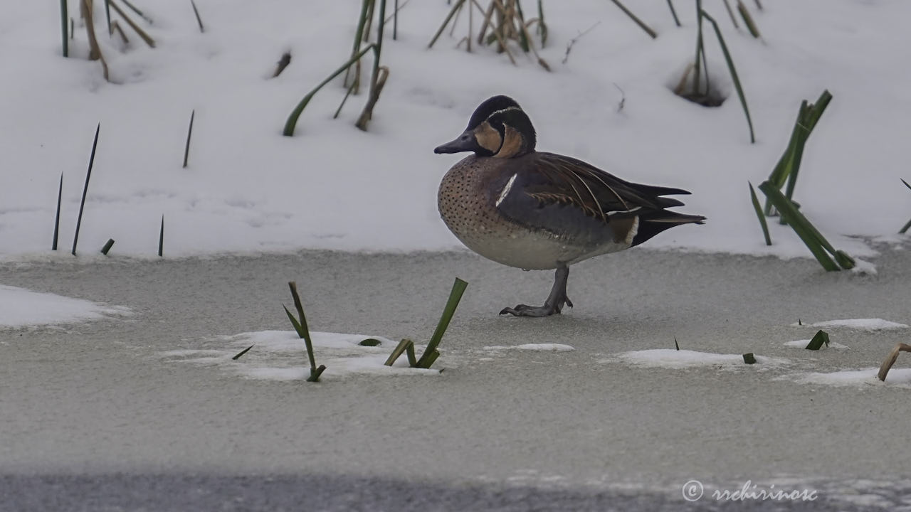 Baikal teal