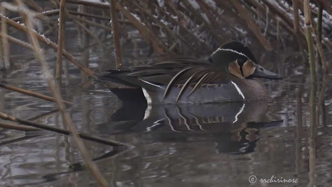 Baikal teal