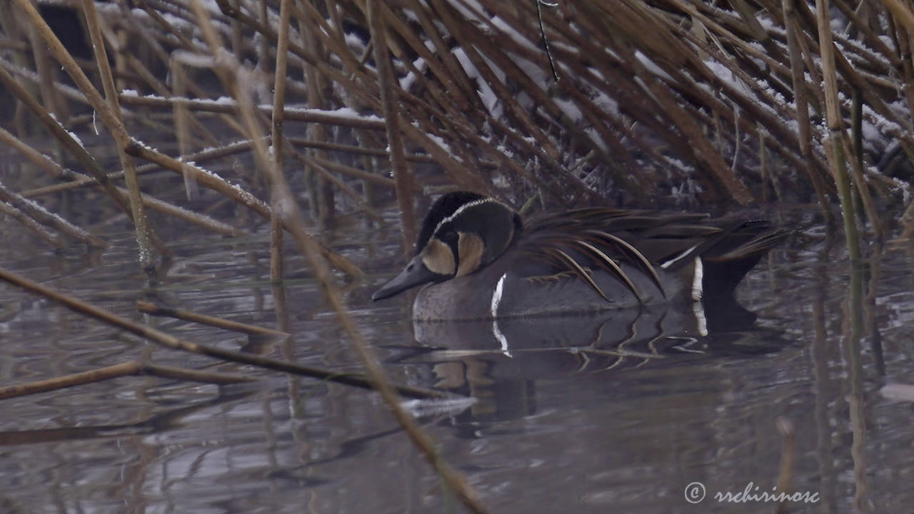 Baikal teal