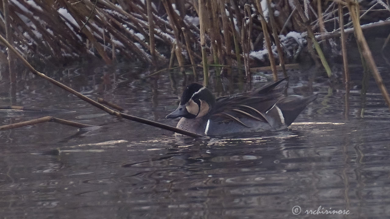 Baikal teal