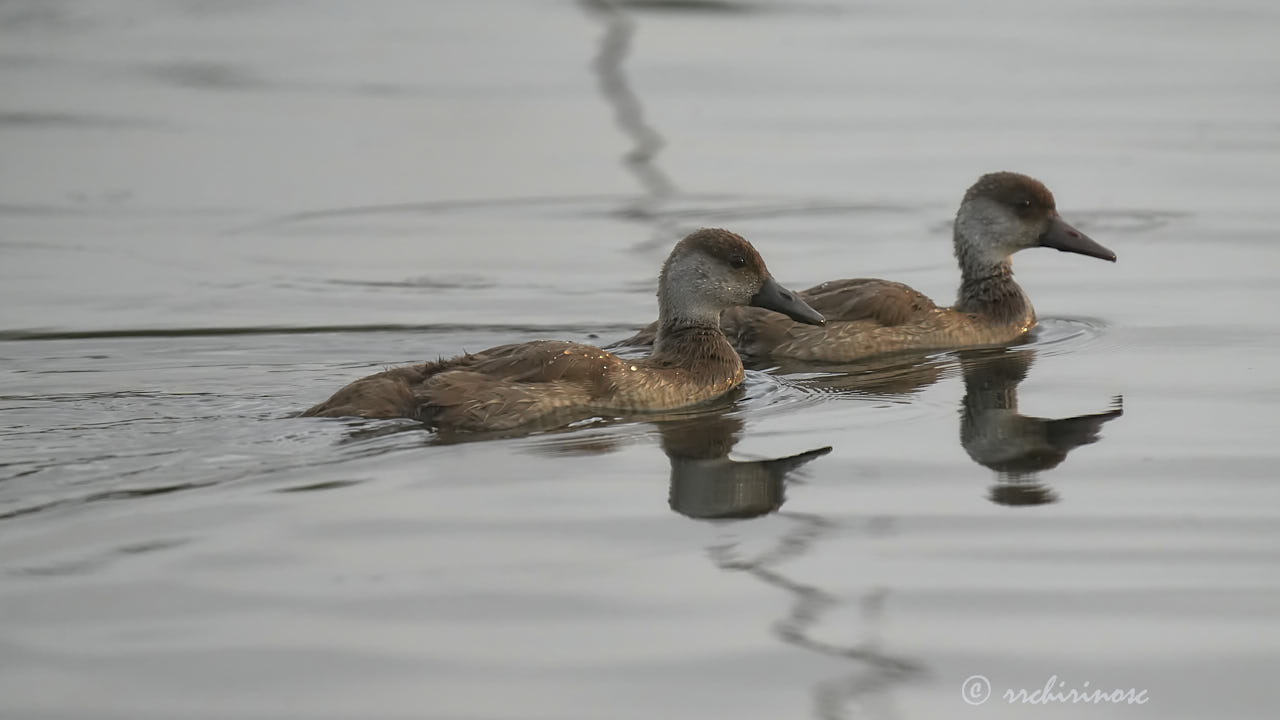 Red-crested pochard