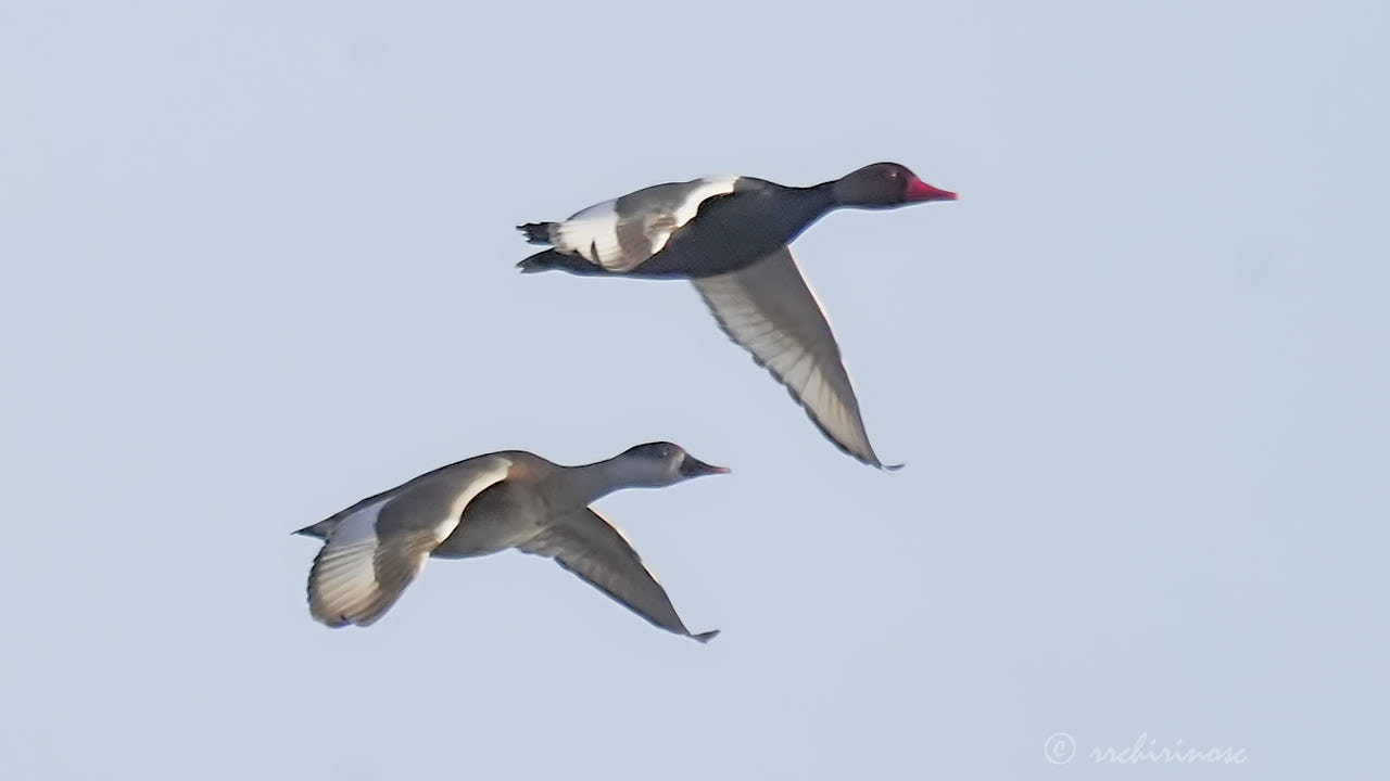 Red-crested pochard