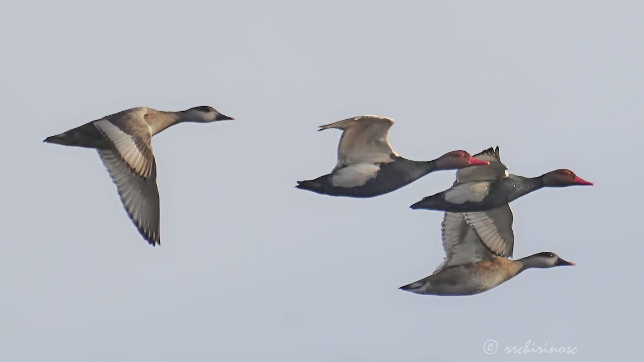 Red-crested pochard